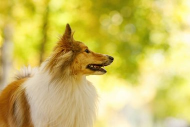 Sonbahar parkında kırmızı köpek. Yakın plan portre