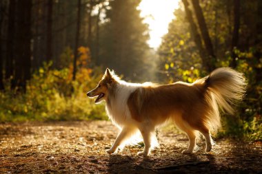 Ormandaki köpek. Ormandaki Sheltie doğada
