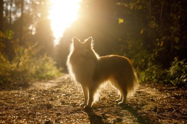 Ormandaki köpek. Ormandaki Sheltie doğada