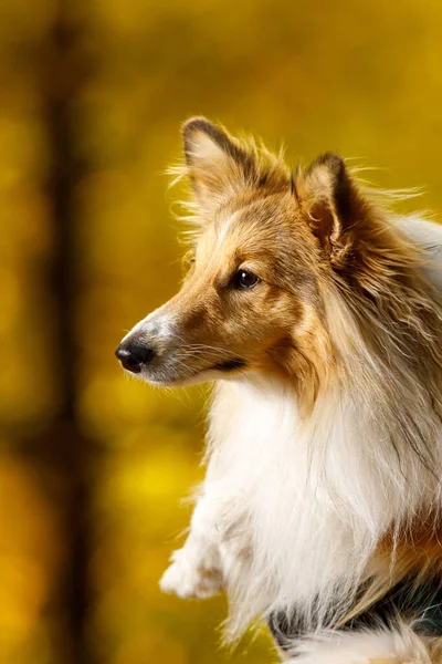 Sheltie Hond Portret Herfst Achtergrond — Stockfoto