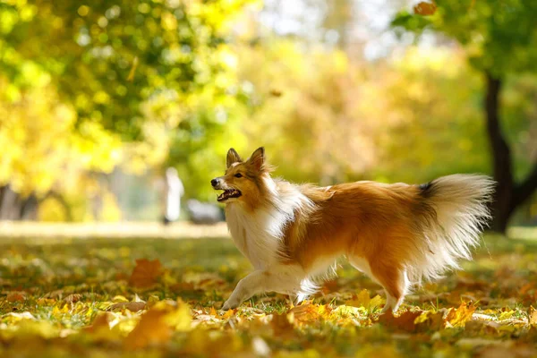 Rode Hond Het Najaarspark — Stockfoto