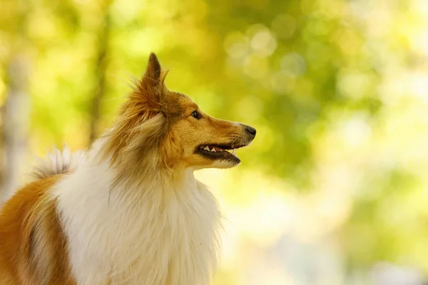 Червоний Собака Осінньому Парку Портрет Крупним Планом — стокове фото