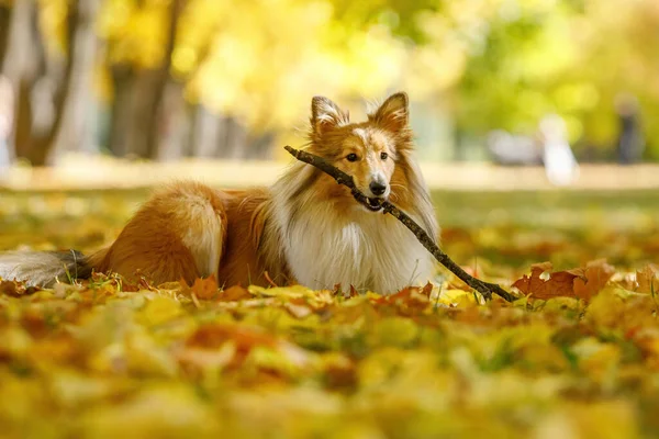 Ginger Sheltie Pies Parku Bawi Się Kijem Jesień Ciągu Dnia — Zdjęcie stockowe