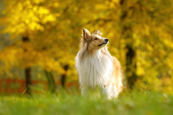 Cão Vermelho Parque Outono — Fotografia de Stock