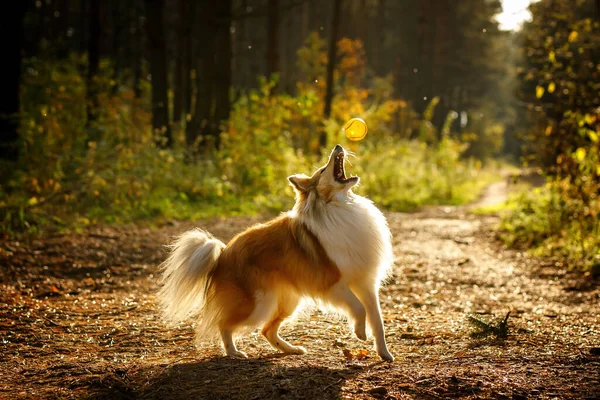 Ingwer Sheltie Hund Park Spielt Mit Einem Ball — Stockfoto