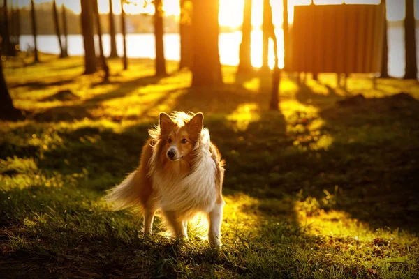Chlupatý pes v lese během západu slunce. — Stock fotografie