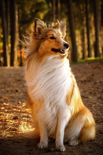 Пушистая собака в лесу. Портрет Шелти — стоковое фото