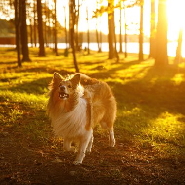 Gün batımında ormanda tüylü bir köpek.