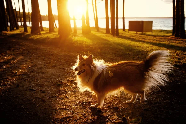 A bolyhos kutya az erdőben naplementekor. — Stock Fotó