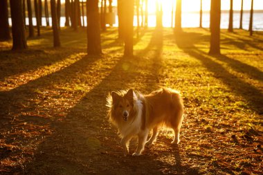 Yumuşak Sheltie köpek yavrusu gün batımında yürüyor.