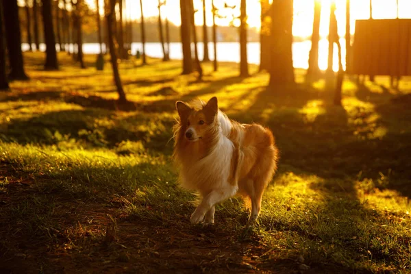 Fluffy Sheltie Puppy Walking Sunset — Stock Photo, Image
