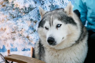 Kışın mavi gözlü, siyah beyaz Sibirya Husky köpeği..