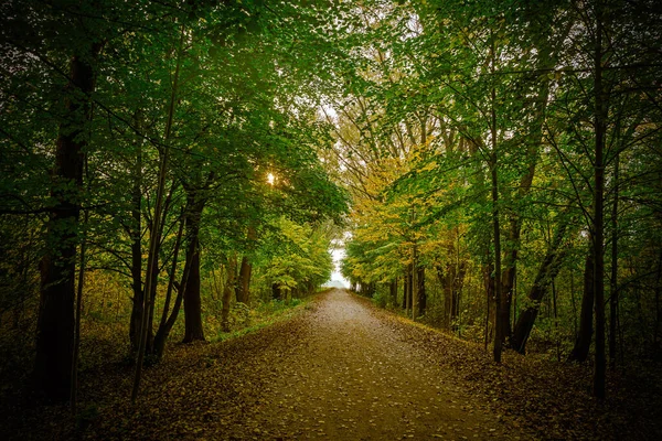 Autumn Road Alley Weißrussland Autumn Road Alley — Stockfoto