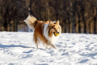 Kırmızı köpek karda oyuncak topla oynuyor.