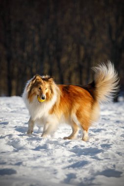 Kış parkında kırmızı tüylü köpek