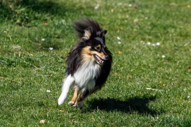 Yeşil çayırdaki Sheltie köpeği