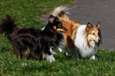Köpek dostluğu. İki raf koşuyor ve birbirleriyle oynuyorlar.