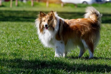 Yeşil bir çayırda kabarık kürklü beyaz bir Sheltie.
