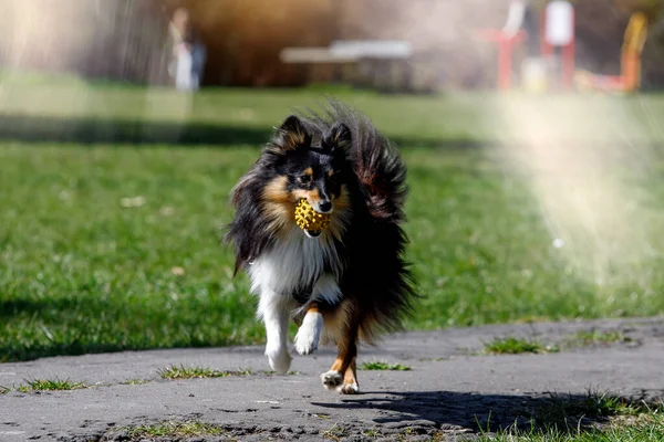 Anjing Sheltie Sedang Bermain Dengan Bola — Stok Foto