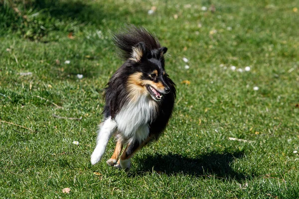 Anjing Sheltie Padang Rumput Hijau — Stok Foto