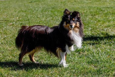 Yeşil çayırdaki Sheltie köpeği