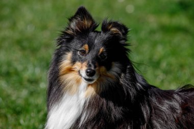 Yumuşak tüylü samur kürklü beyaz çoban köpeği, Sheltie dışarıda yeşil çayır arka planında portre.