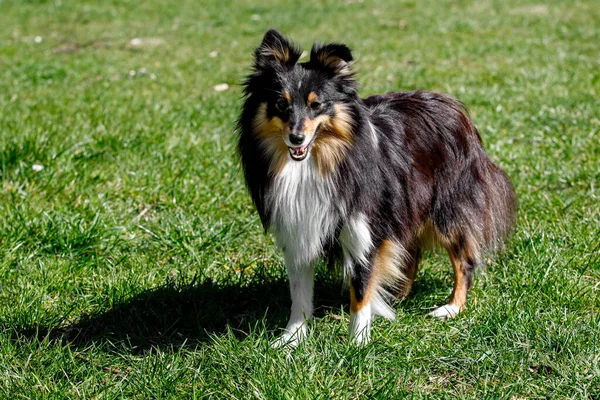 Yeşil çayırdaki Sheltie köpeği