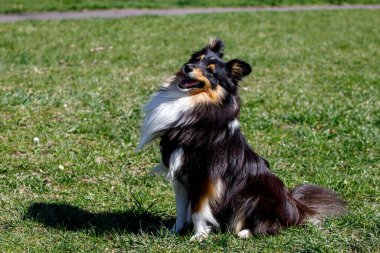 Yeşil çayırdaki Sheltie köpeği