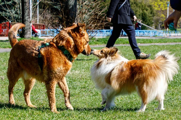 Two dogs outdoors sniff and communicate with each other