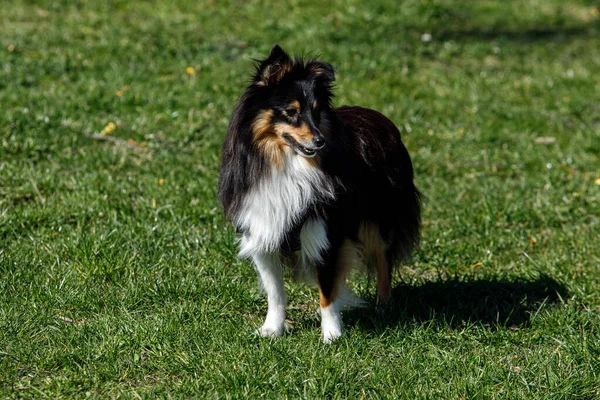 Yeşil çayırdaki Sheltie köpeği