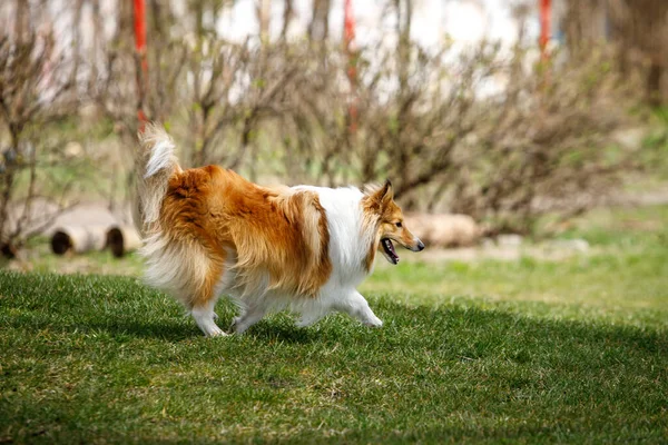 Sheltie Cão Livre Dia Ensolarado Verão Correndo Prado Verde — Fotografia de Stock