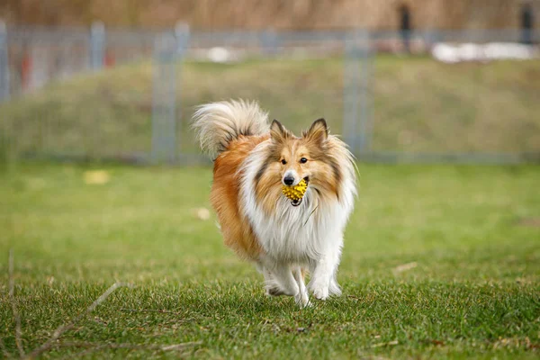 Bermain Main Anjing Peliharaan Bahagia Rak Anjing Berjalan Rumput Dan — Stok Foto
