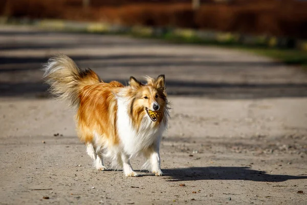 Playful happy pet dog puppy sheltie running and playing with a ball