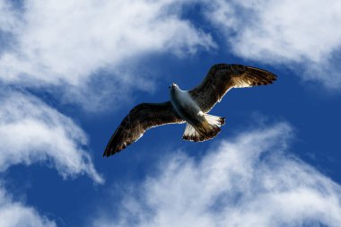 Mavi gökyüzünde süzülen bir martı.