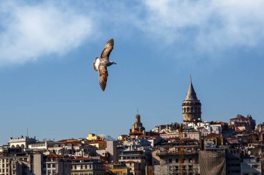 Kanatlarını açan beyaz bir martı İstanbul ve Boğaz üzerinde uçuyor.