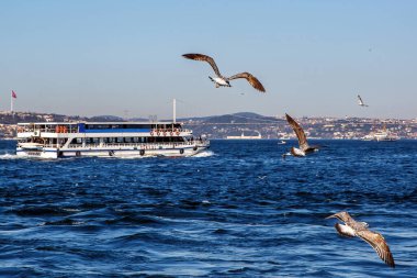 Martılar İstanbul kenti, feribot ve boğaz köprüsü üzerinde uçuyor