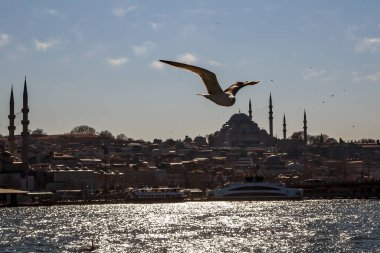 Kanatlarını açan beyaz bir martı İstanbul ve Boğaz üzerinde uçuyor.