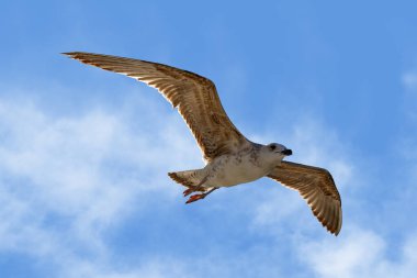 Mavi gökyüzünde süzülen bir martı.