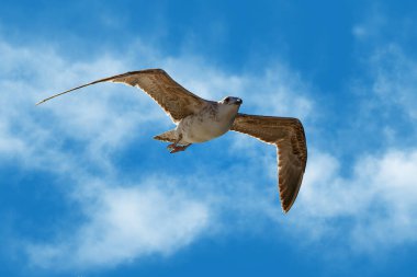 Mavi gökyüzünde süzülen bir martı.