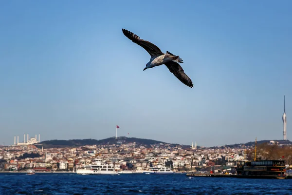 Una Gaviota Blanca Extendiendo Sus Alas Vuela Sobre Paisaje Estambul — Foto de Stock