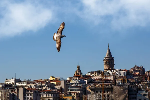 Une Mouette Blanche Déployant Ses Ailes Survole Istanbul Paysage Bosphore — Photo