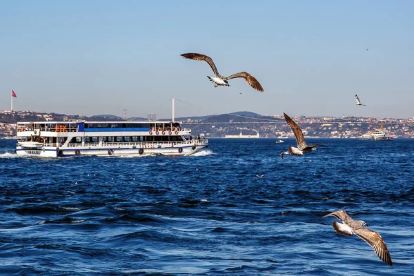 Las Gaviotas Vuelan Sobre Ciudad Estambul Ferry Paisaje Del Puente — Foto de Stock