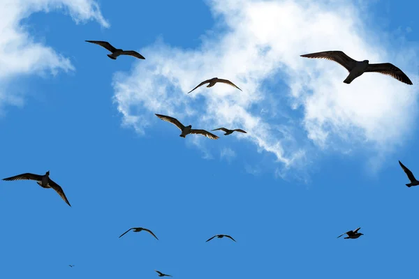 Flock Seagulls Soars Overhead Blue Sky — Stock Photo, Image