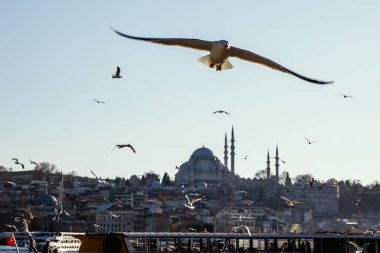 Martı İstanbul, Türkiye 'deki İstanbul Boğazı ve Süleyman Camii üzerinde uçuyor.