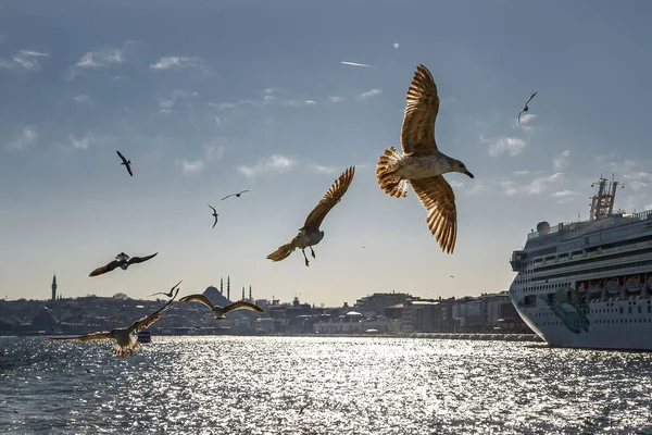 Las Gaviotas Vuelan Sobre Bósforo Las Mezquitas Estambul Turquía — Foto de Stock