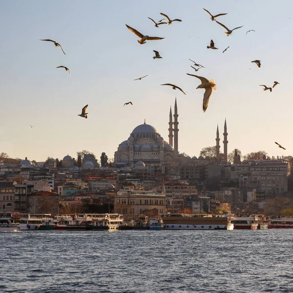 Muchas Gaviotas Sobrevuelan Los Minaretes Mezquitas Estambul — Foto de Stock