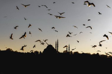 İstanbul minareleri ve camilerin üzerinde bir sürü martı uçuyor.
