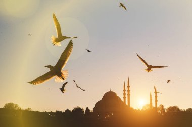 İstanbul minareleri ve camilerin üzerinde bir sürü martı uçuyor.