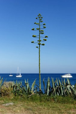Agave americana bitkisi mavi denize karşı büyüyor.