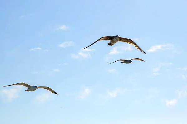 一群海鸥在蓝天的上空翱翔 — 图库照片